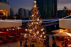 Commercial christmas trees